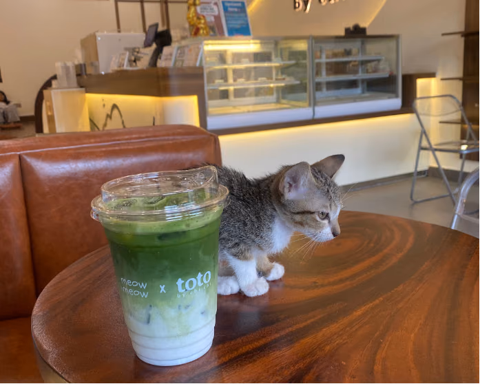 Kitten resting on a table at Meow Meow x Toto, the cutest cat café in Phnom Penh